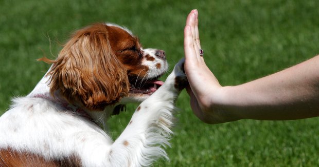 TỰ HUẤN LUYỆN CHÓ CON