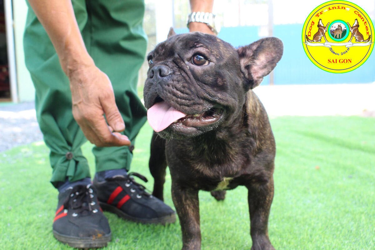 TRUNG TÂM HUẤN LUYỆN CHÓ SÀI GÒN