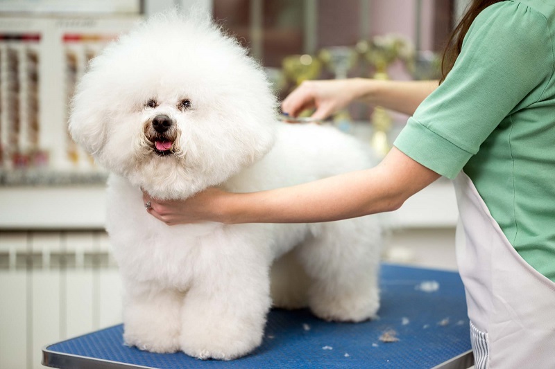 SPA LÀM ĐẸP CHO PET